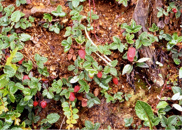 Fragaria-daltoniana.jpg