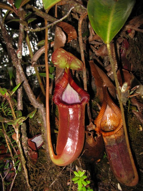 N_trusmadiensis_lower_pitcher.jpg