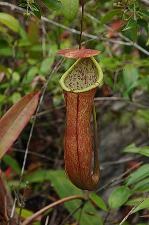 Nepenthes × bauensis.jpg