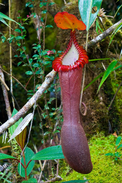 Nepenthes edwardsiana.jpg