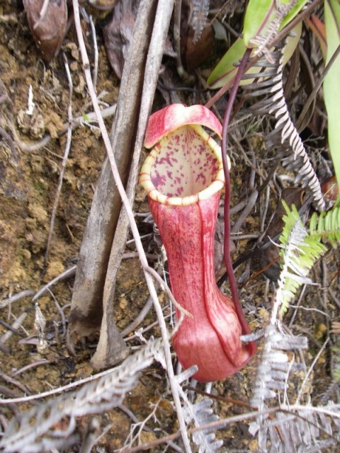 Nepenthes eustachya.jpg