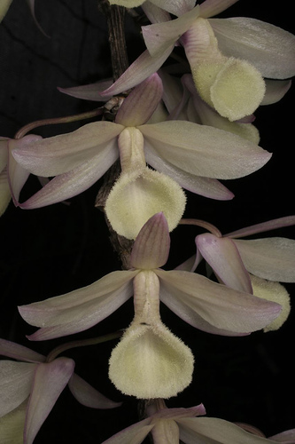 Dendrobium_aphyllum.jpg