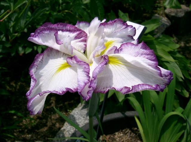 Iris_ensata_cv_kumoinogan雲井之雁.jpg