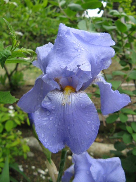 Iris_germanica11.jpg