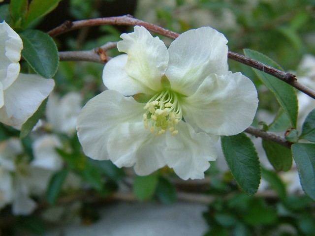 Chaenomeles%20speciosa%20Jet%20Trail%20-%202.jpg