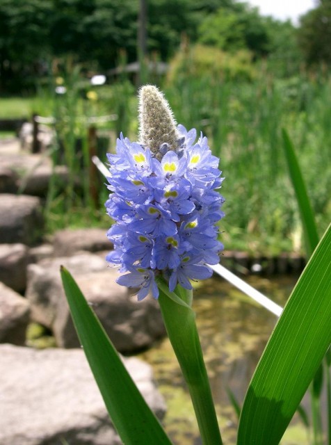 2-Pontederia_cordata2.jpg