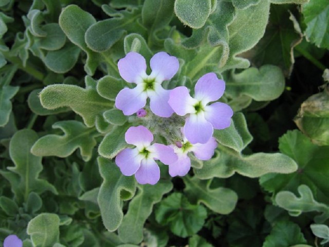 Matthiola_tricuspidata2.jpg