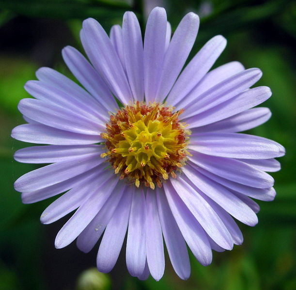 611px-Aster_Tataricus.jpg