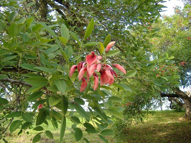 Erythrina_crista-galli_2-2.jpg