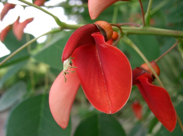 Erythrina_crista-galli5.jpg