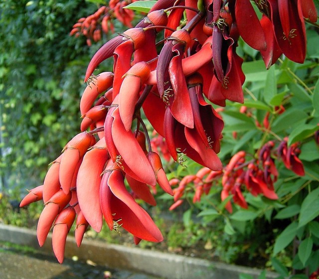 Erythrina_crista-galli_03_ies.jpg