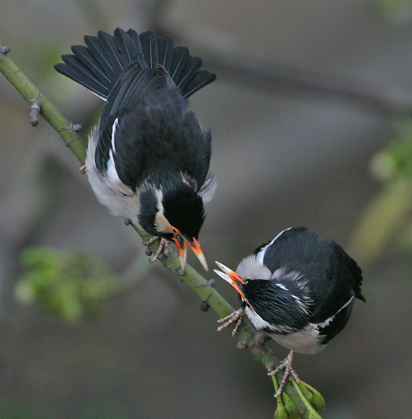 Asian_Pied_Starling_(Sturnus_contra)_in_display_at_Kolkata_I_IMG_2603.jpg