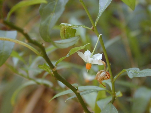 Starr_030405-0032_Solanum_pseudocapsicum.jpg