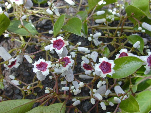 800px-Starr_001101-0045_Paederia_foetida.jpg