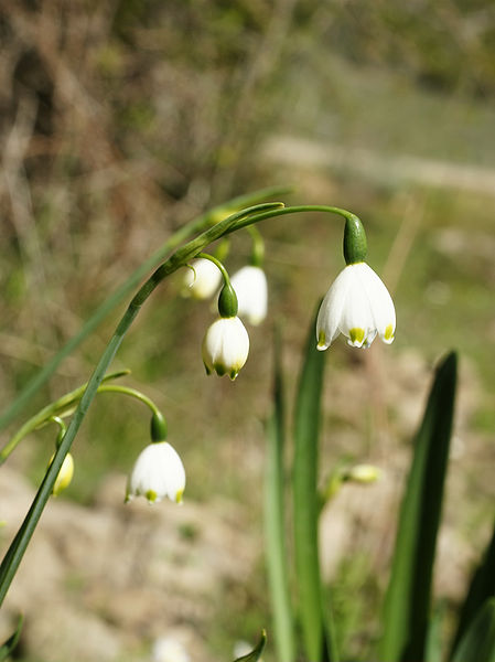 449px-Leucojum_aestivum_(flowers).jpg