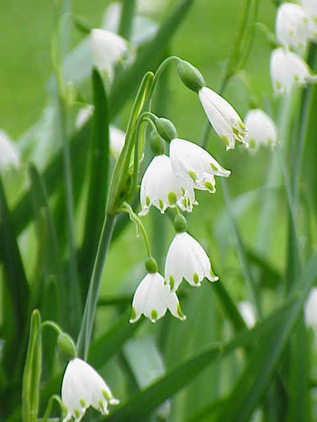 450px-Leucojum_aestivum3.jpg