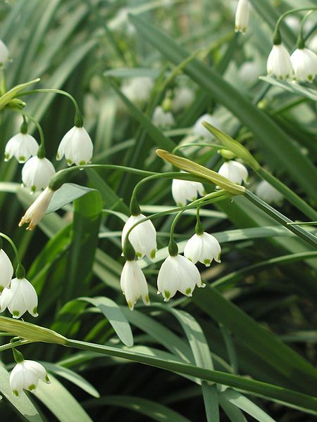 450px-Leucojum_aestivum_(Summer_Snowflake)_-_Cylburn_Arboretum.jpg