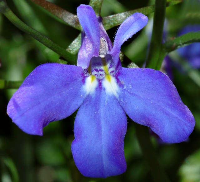 Lobelia_close-up_(aka).jpg