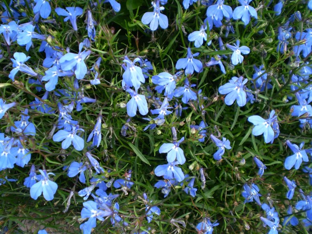 Lobelia_erinus_0_02.jpg