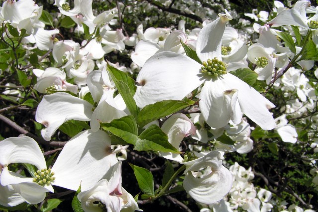 Cornus_florida1.jpg