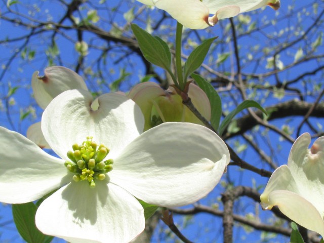 IMG_1527Dogwood.jpg