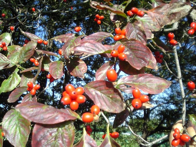 Benthamidia_florida_berry.jpg