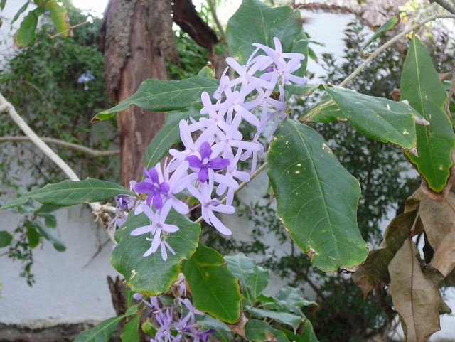 Petrea_volubilis_0001.jpg