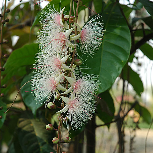 barringtonia_acutangula.jpg