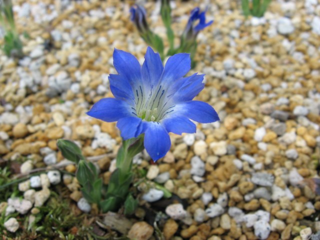 Gentiana_thunbergii.jpg