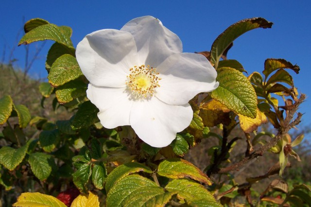 Rosa_rugosa_Bluete.jpg