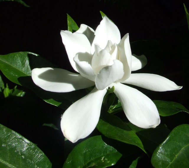 Gardenia_Flower.jpg