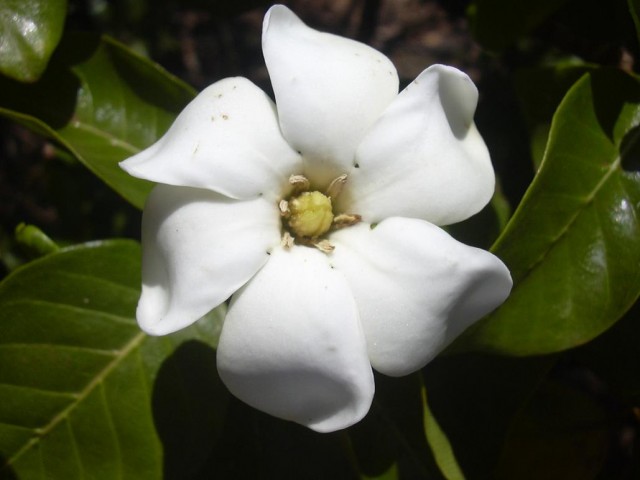 Starr_030523-0050_Gardenia_brighamii-夏威夷.jpg