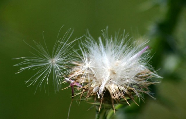 Thistledown_1781.jpg