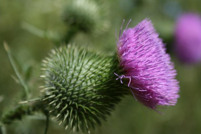 thistle.jpg