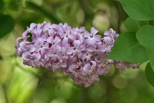 Lilac_Flower&Leaves,_SC,_Vic,_13_10_2007.jpg