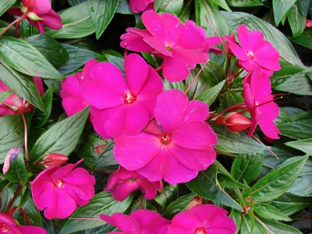 Starr_070906-8702_Impatiens_hawkeri.jpg