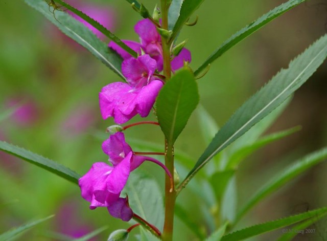 Balsam_I_IMG_9566.jpg