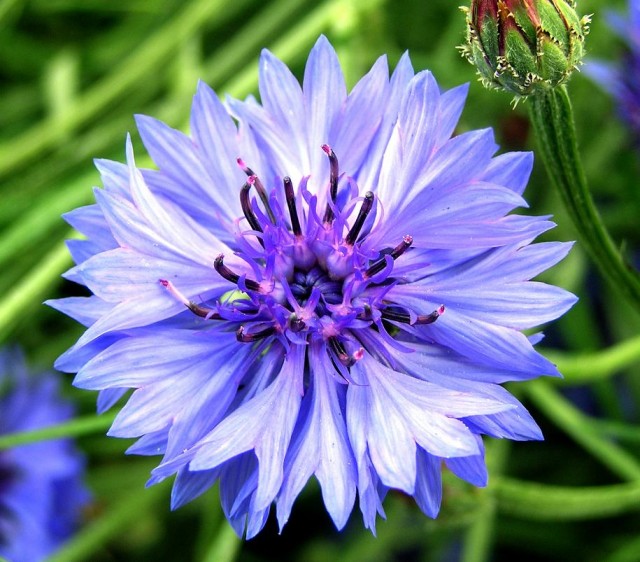 Centaurea_cyanus_oiekroon.jpg