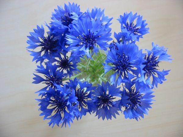 Centaurea_cyanus_flowers.jpg