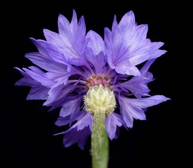 Centaurea_cyanus_04_ies.jpg