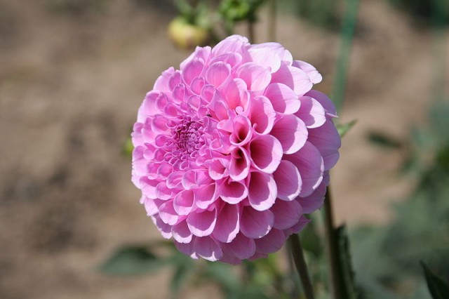 800px-Dahlia_Stolze_von_Berlin.jpg