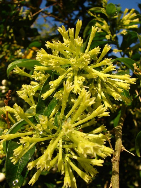 Starr_080328-3925_Cestrum_nocturnum.jpg