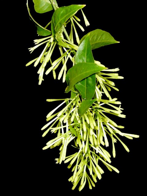 Cestrum_nocturnum.jpg