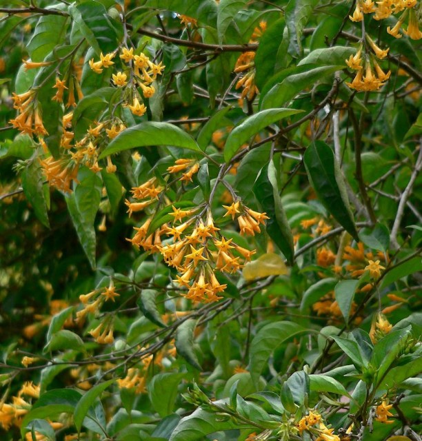 Cestrum_aurantiacum_2.jpg