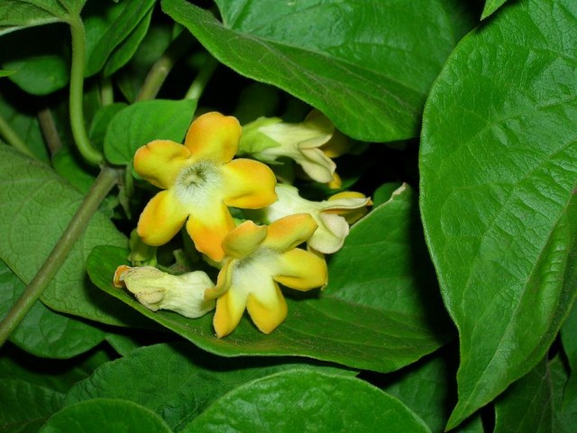 Starr_060721-8420_Telosma_cordata.jpg