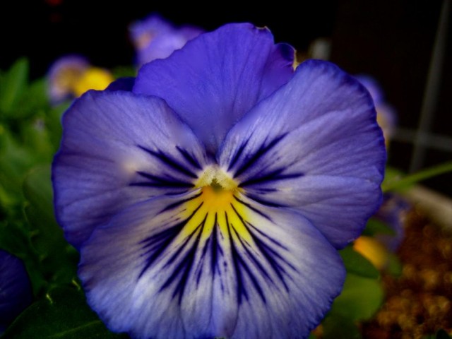 Viola_(pansy)_-_4.jpg