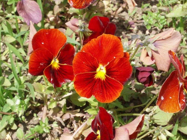 Viola_wittrockiana_Carneval_Scarlet.jpg