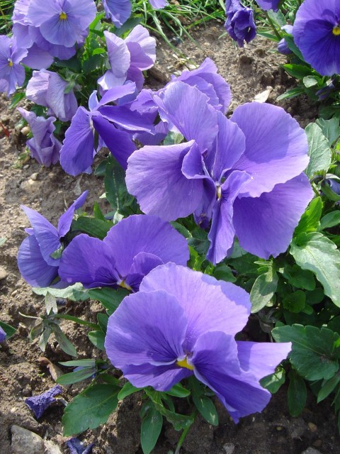 Viola_x_wittrockiana_alpha_F1_bleu_ciel_pur_dsc00947.jpg