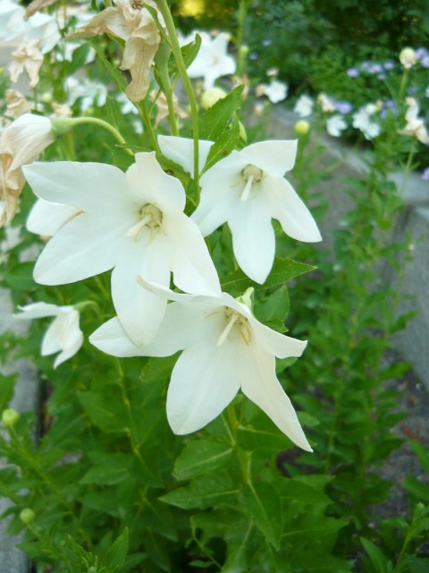 Platycodon_grandiflorum_HRM.jpg